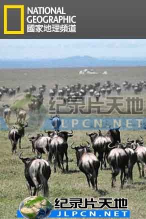 动物大迁徙 第02集(大结局)